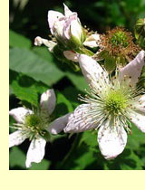 Ежевика (Rubus caesius L.) и куманика (R. Nessensis Hall.) Ежевика (Rubus caesius L.) и куманика (R. Nessensis Hall.)
